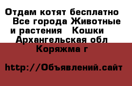 Отдам котят бесплатно  - Все города Животные и растения » Кошки   . Архангельская обл.,Коряжма г.